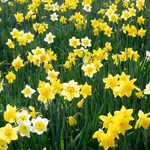 Garden Spring Flowering Bulbs