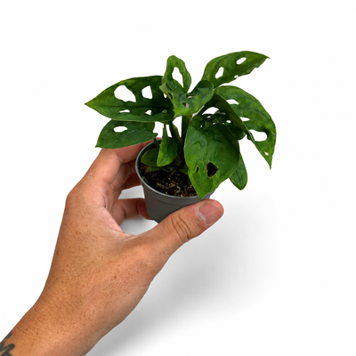 Monstera Adansoni + Pot