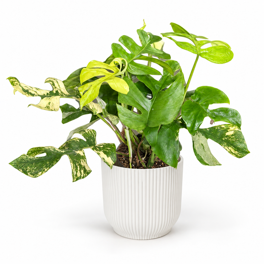 Monstera Minima Variegata; decorative pot not included