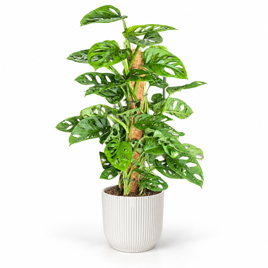 Monstera Monkey Mask Moss Pole; decorative pot not included