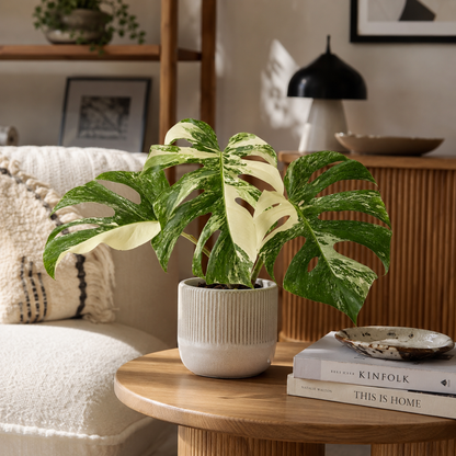 Monstera Deliciosa Variegated 12cm  Houseplant (High Variegation)
