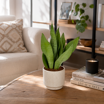Snake Moonshine Indoor Houseplant