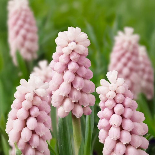 Garden Spring Flowering Bulbs