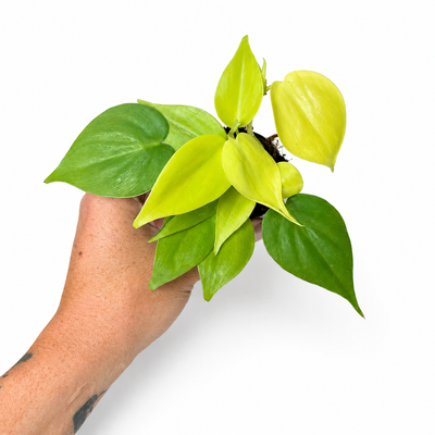 Philodendron Neon + Pot