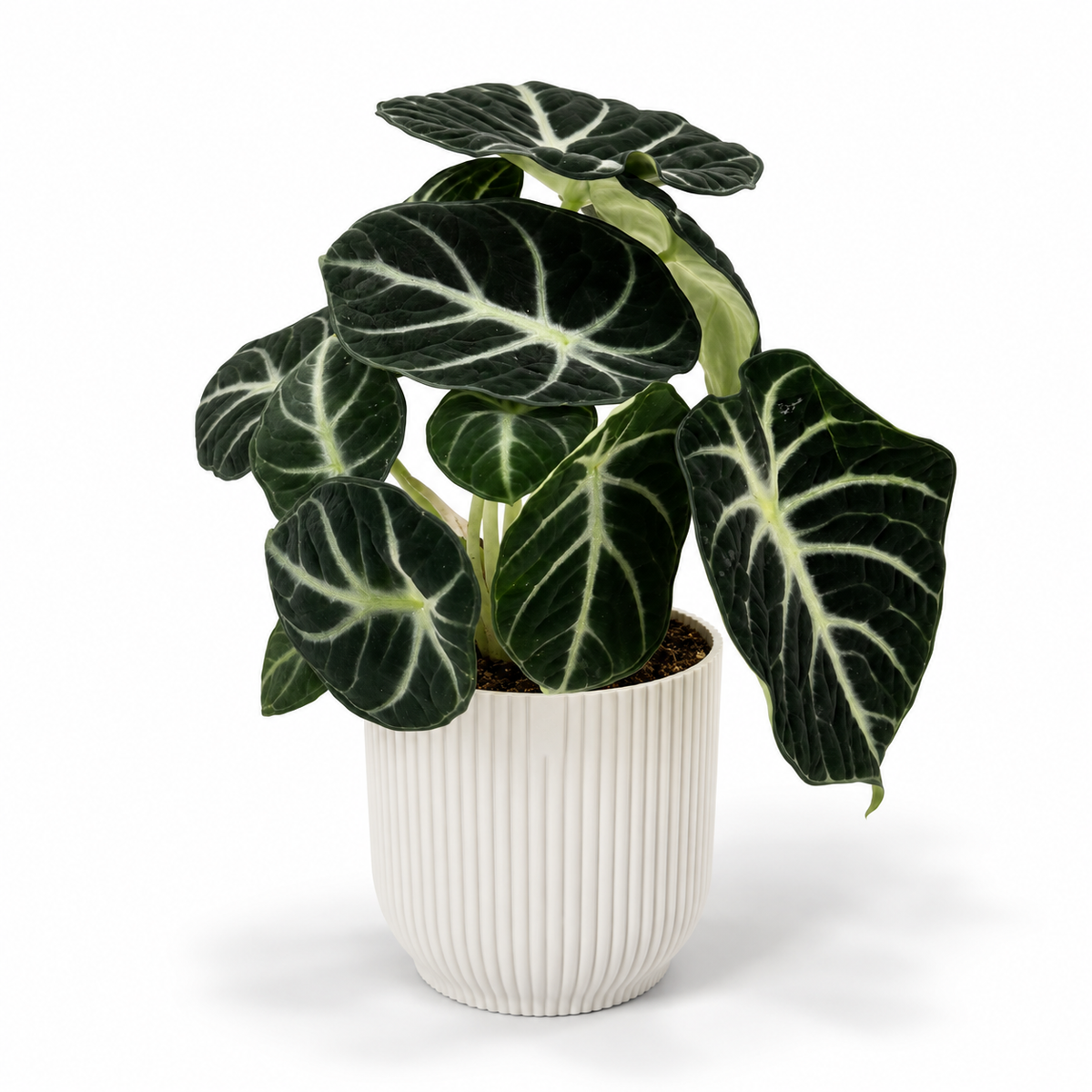 Alocasia Ninja 11cm Houseplant