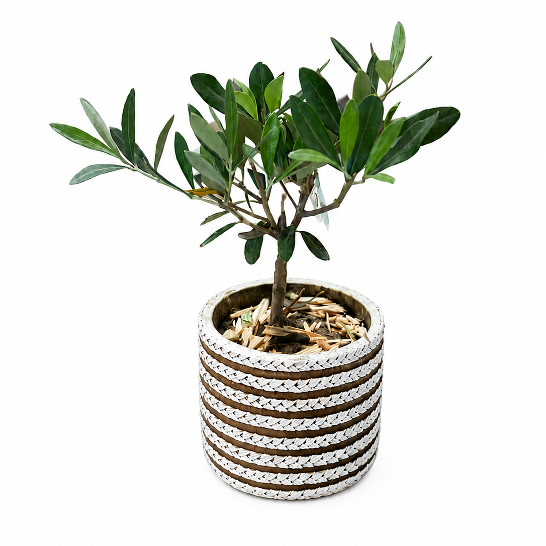 Olive tree 9cm in ceramic pot