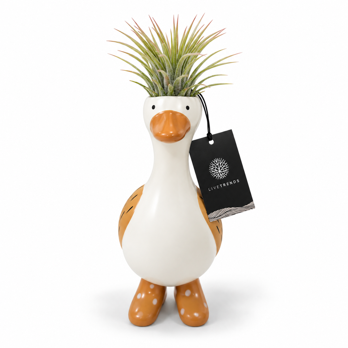 Tillandsia Goose in Boots