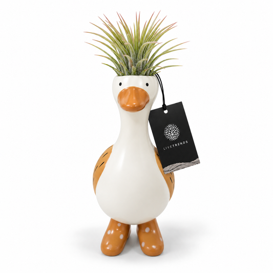 Tillandsia Goose in Boots