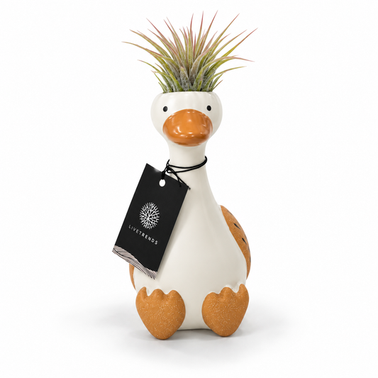 Tillandsia Goose Sitting