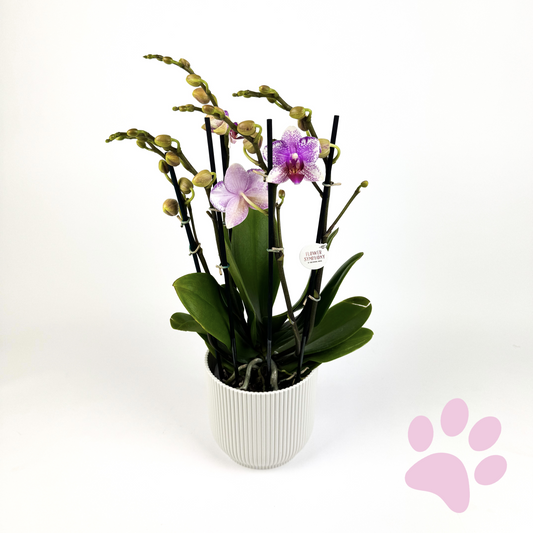 Phalaenopsis Orchid 4 Stem Pink