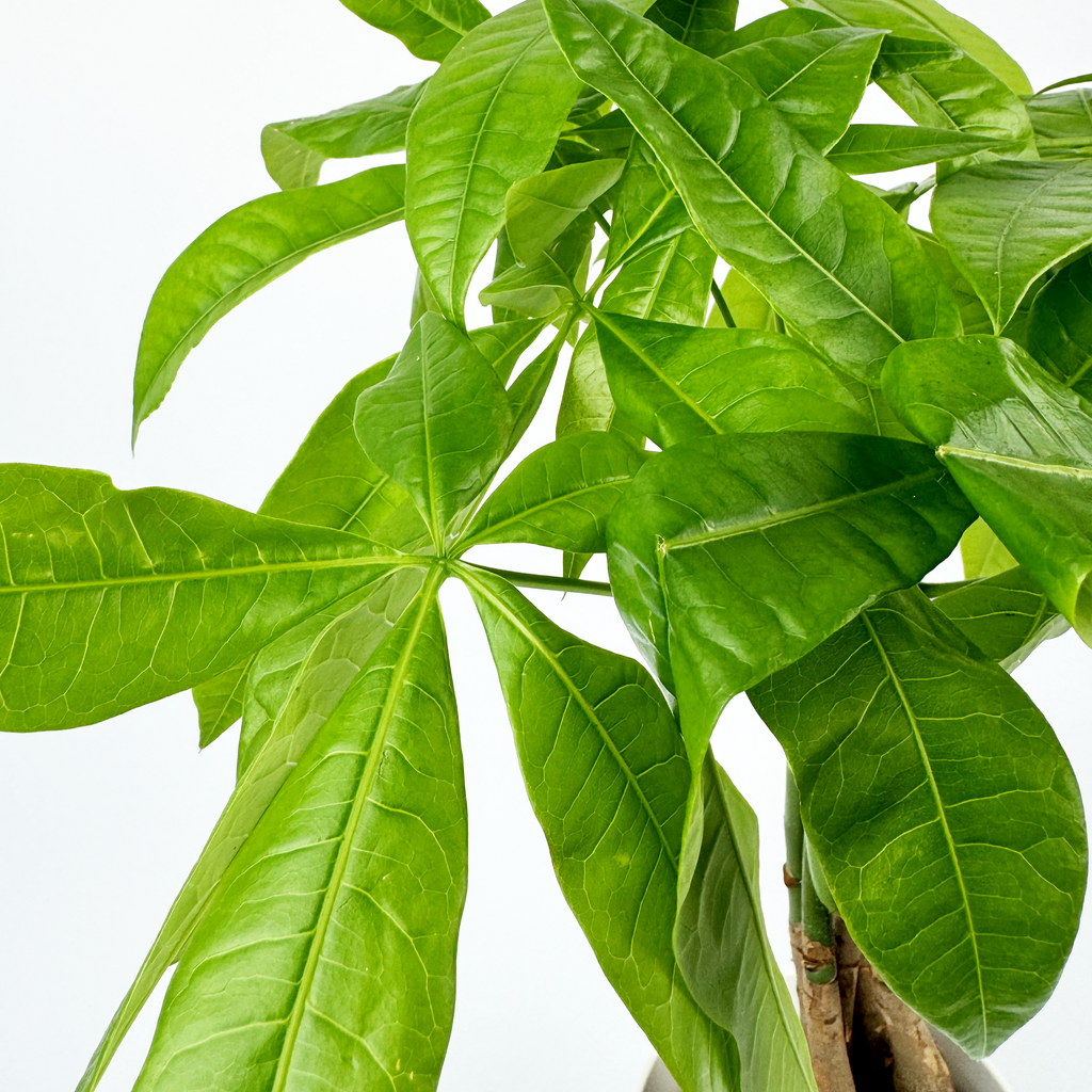 Pachira Aquatica Indoor Houseplant