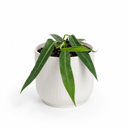 Anthurium Pallidiforum 14cm Houseplant
