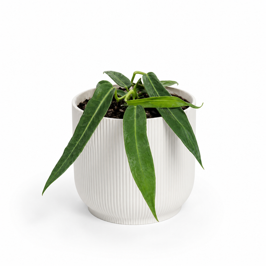Anthurium Pallidiforum 14cm Houseplant