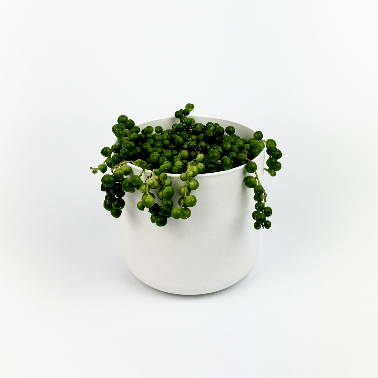 String Of Pearls Indoor Houseplant