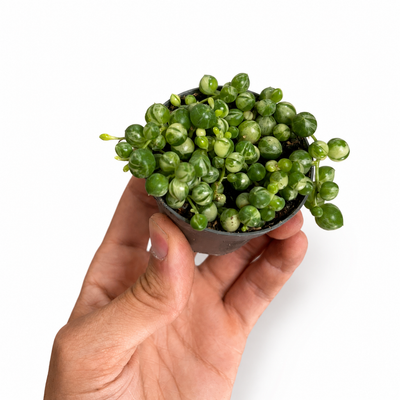 String Of Pearls Variegated + Pot