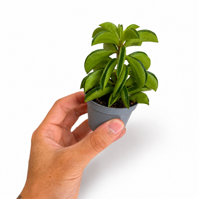 Peperomia Fire Sparks + Pot