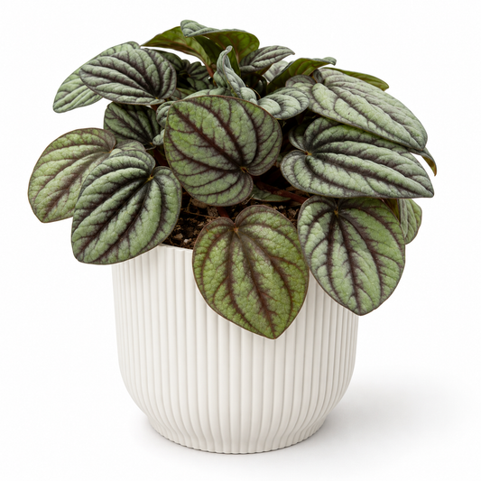 Peperomia Mystique 12cm in a white ribbed decorative pot on a white studio background