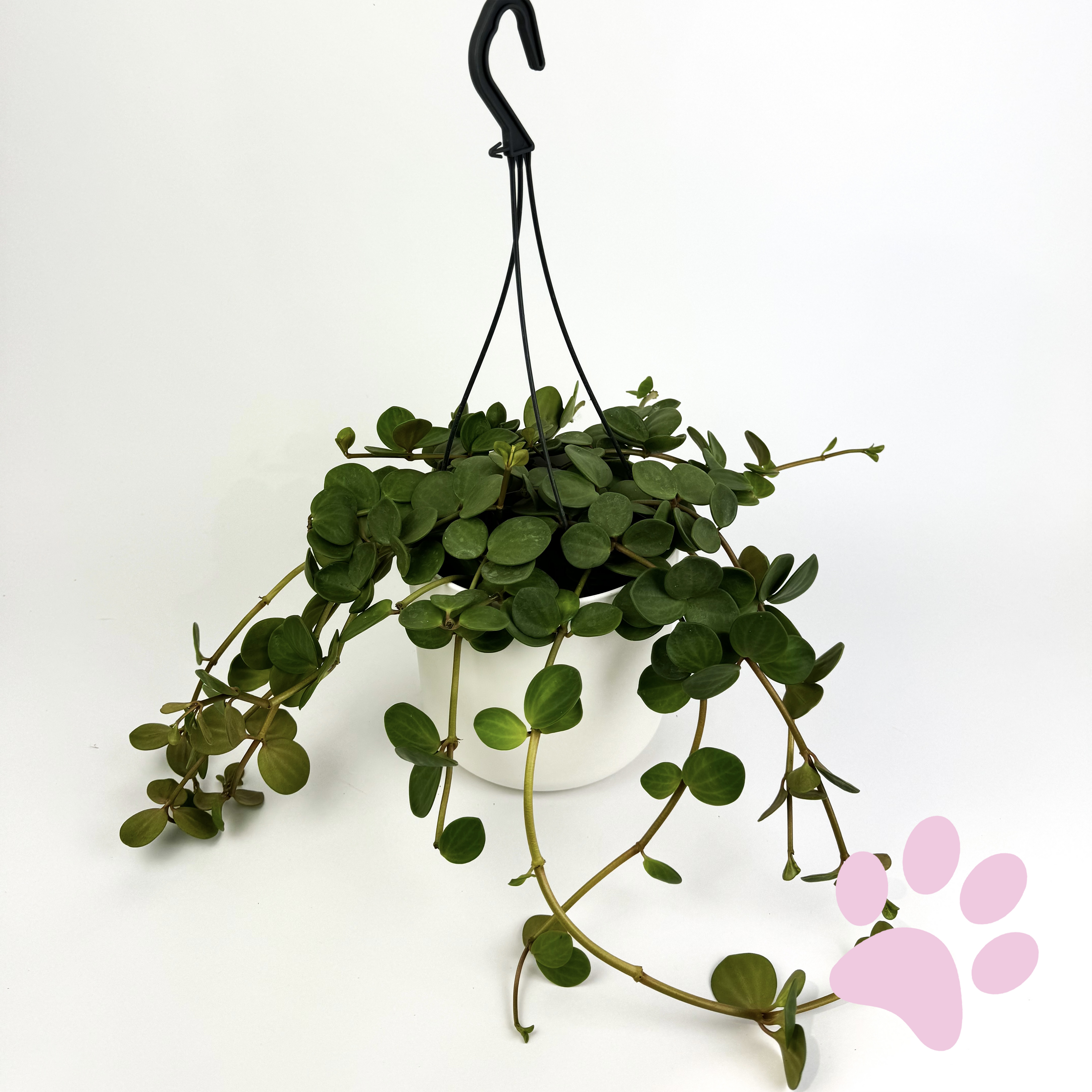 Peperomia Hope Houseplant