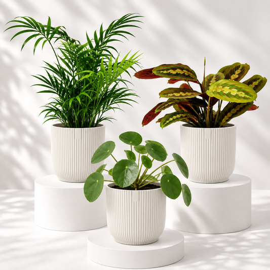 Pet-Friendly Plant Bundle with parlour palm, prayer plant and Chinese money plant