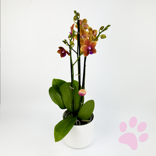 Phalanopsis Bulgarie Fragranced Orchid Houseplant