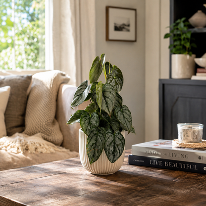Philodendron Brandtianum Houseplant