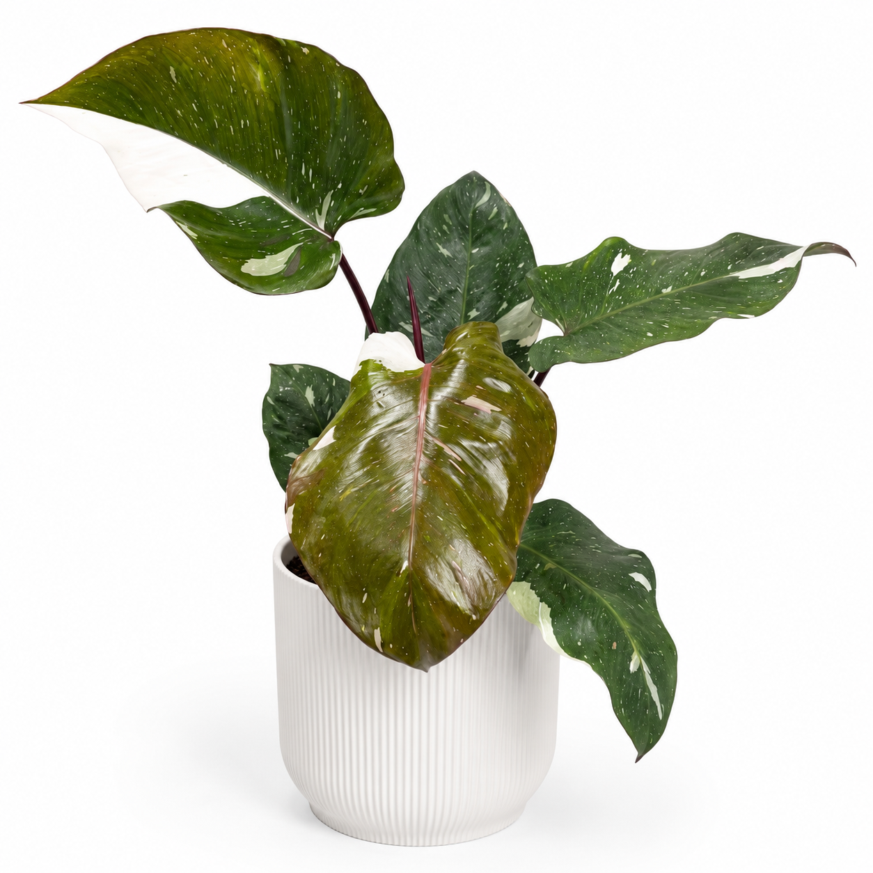Philodendron Red Anderson 19cm Houseplant