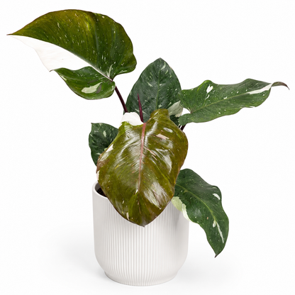 Philodendron Red Anderson 19cm Houseplant