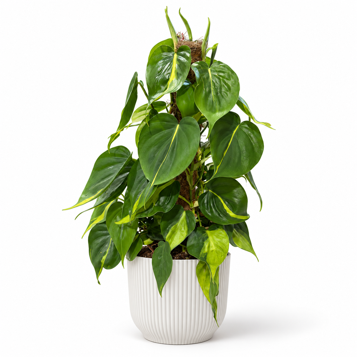 Philodendron Brazil moss pole 15cm in a white ribbed decorative pot on a white studio background