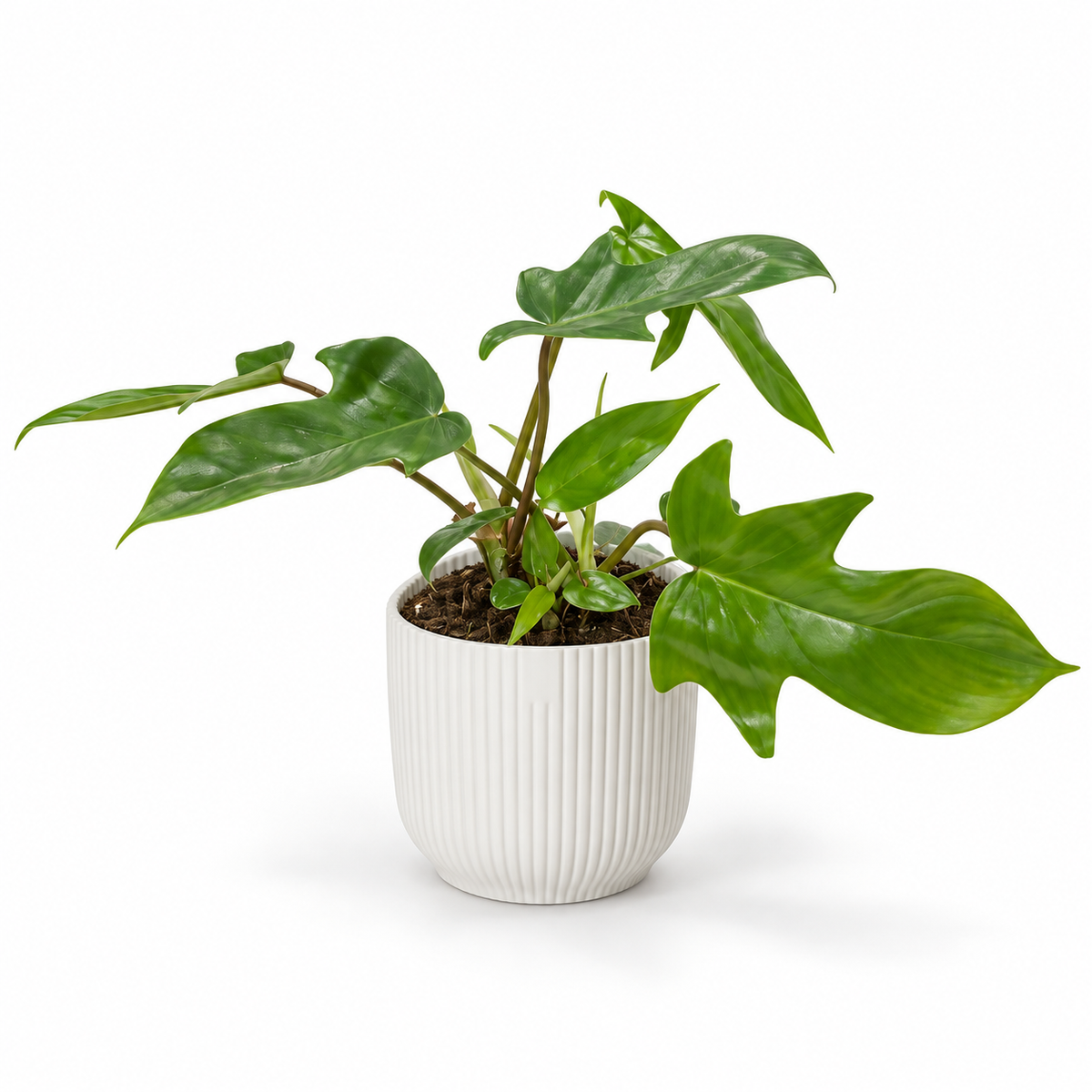 Philodendron Florida Green on a white studio background
