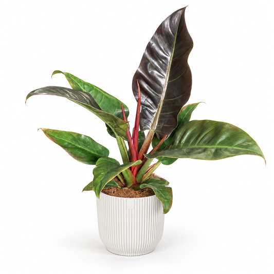 Philodendron Imperial Red; decorative pot not included