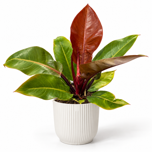 Philodendron Prince of Orange 14cm in a white ribbed decorative pot on a white studio background