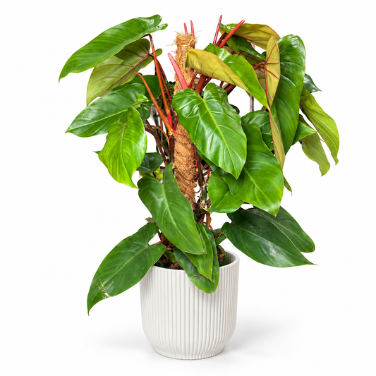 Philodendron Red Emerald Moss Pole; decorative pot not included