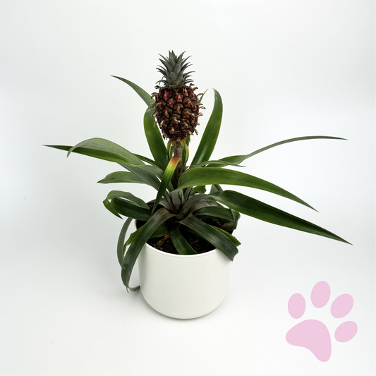 Pineapple Plant Indoor Houseplant