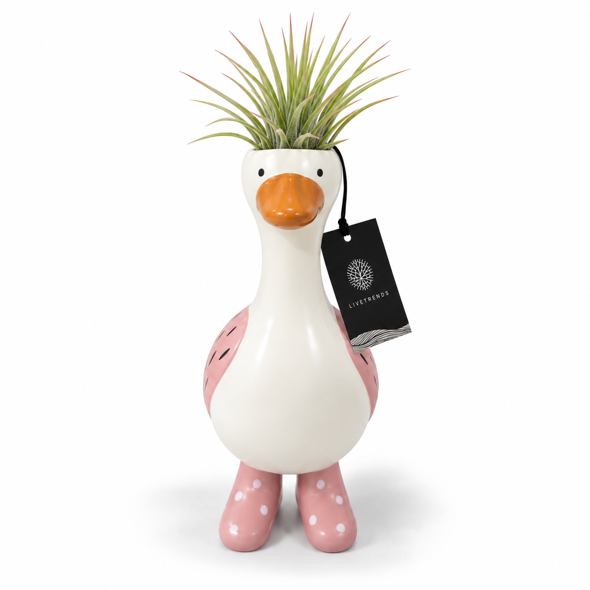 Tillandsia Goose in Boots