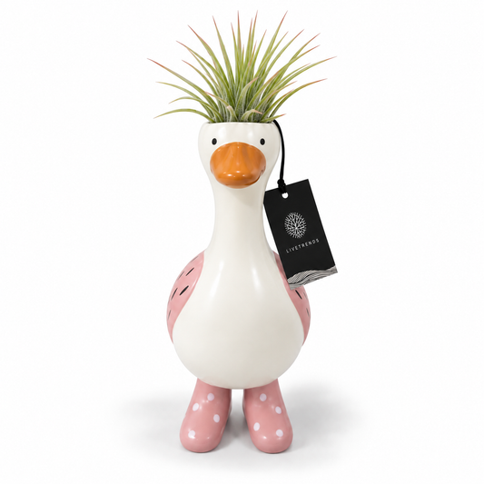 Tillandsia Goose in Boots