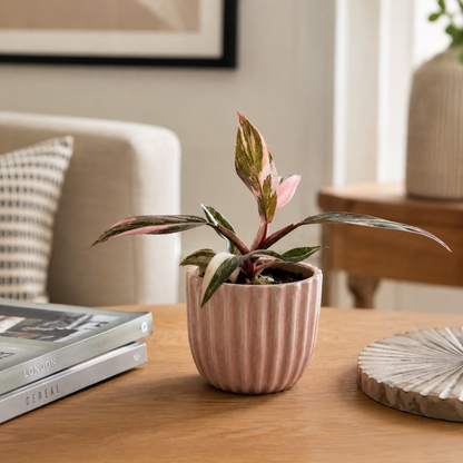 Philodendron Pink Princess Marble 11cm Houseplant