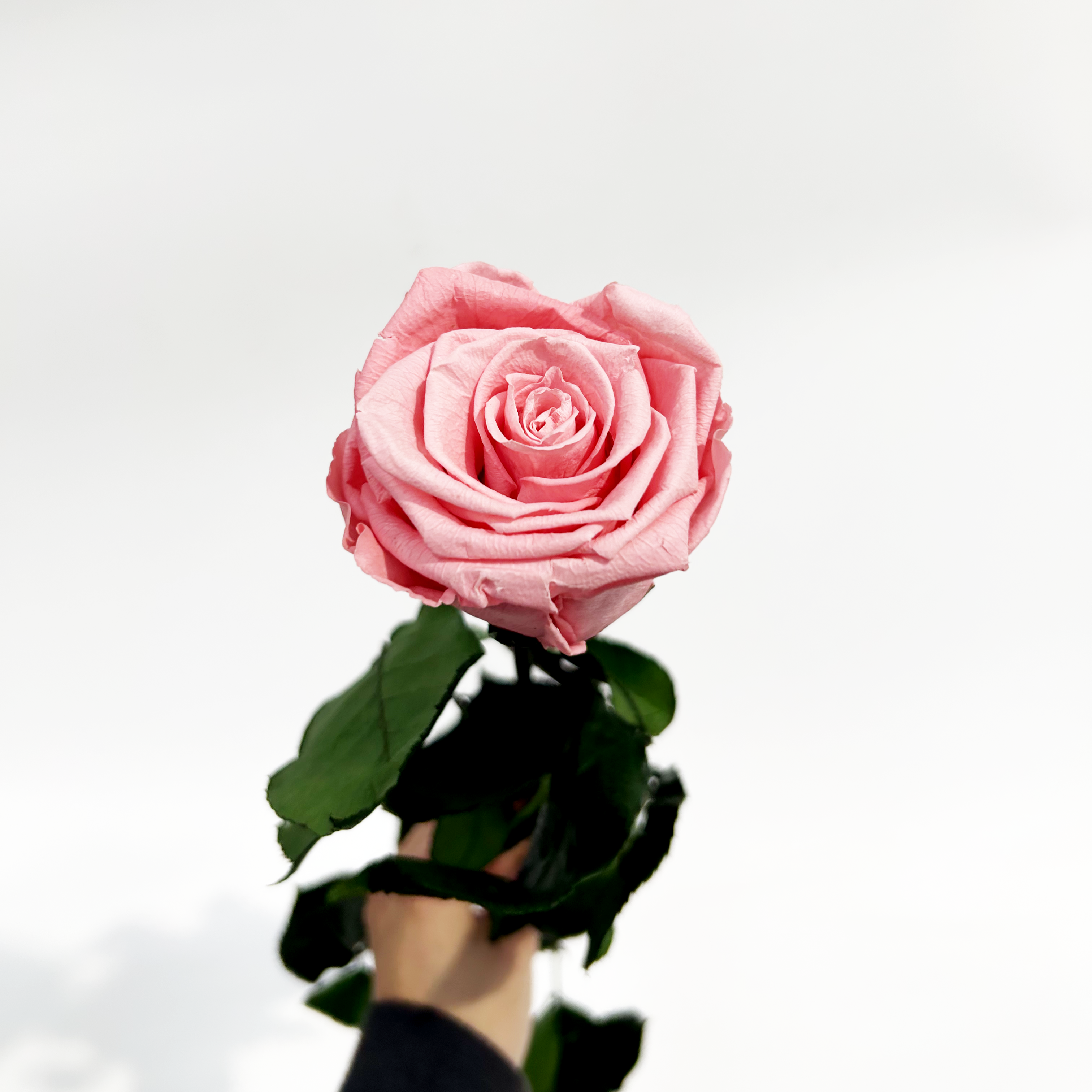 Single Forever Rose Stem