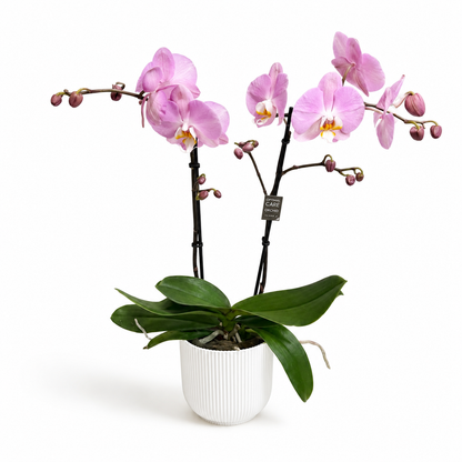 Phalanopsis 2 Stem Pink 12cm Houseplant