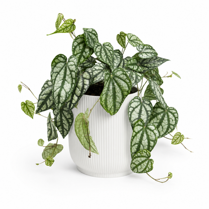 Piper Sylvaticum 15cm Houseplant