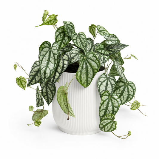 Piper Sylvaticum 15cm Houseplant