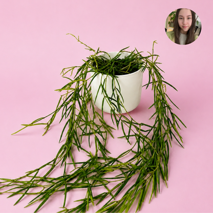 Hoya Linearis- Plant With Lucy Houseplant Choice