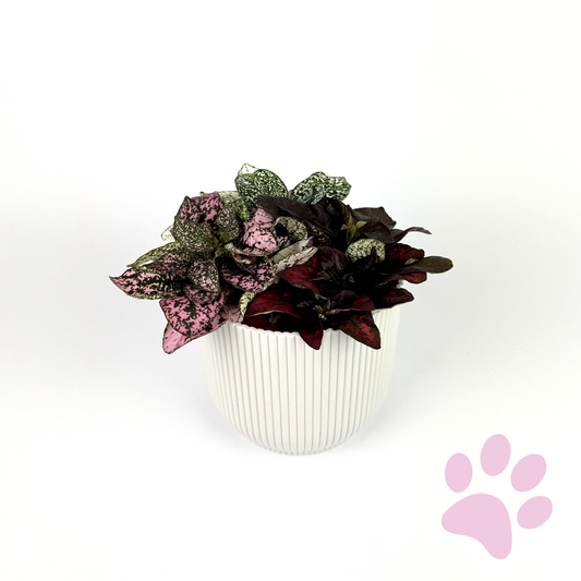 Hypoestes Carnaval 12cm Pot Houseplant