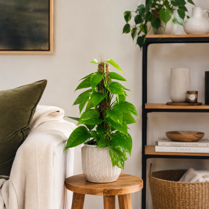 Golden Pothos 50cm Moss Pole Houseplant