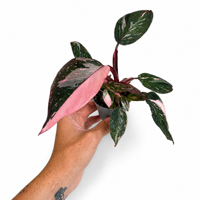 Philoderon Pink Princess + Pot