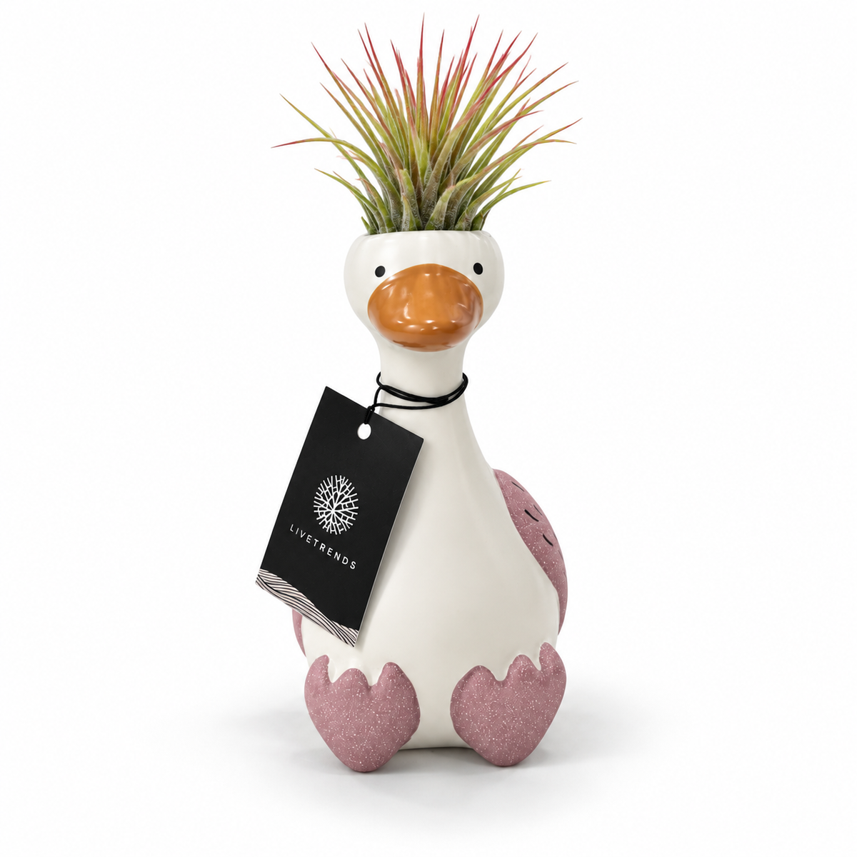 Tillandsia Goose Sitting
