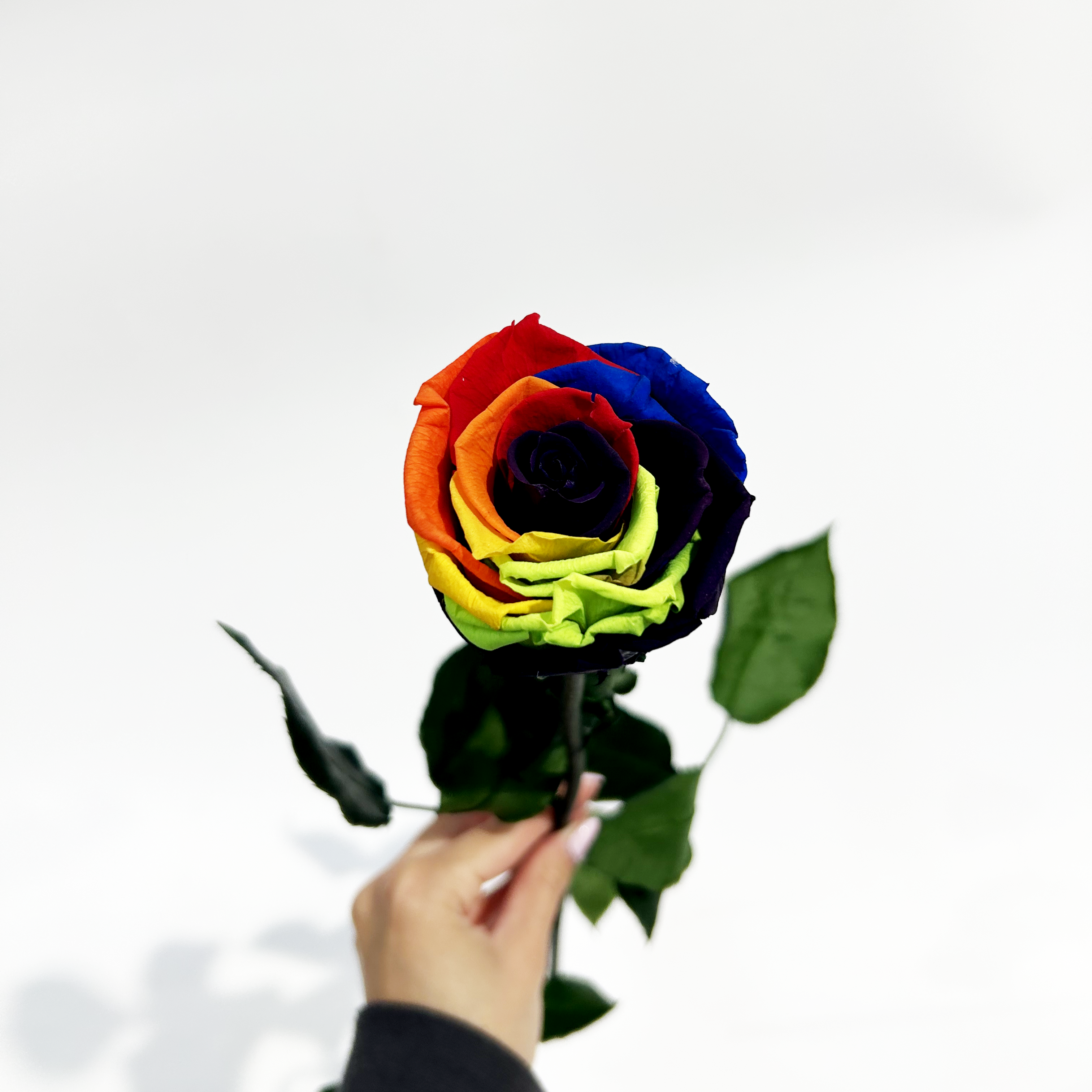 Single Forever Rose Stem