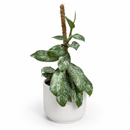 Rhaphidophora elliptica mint 12cm Houseplant
