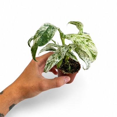 Rhaphidophora Puberula Variegated + Pot