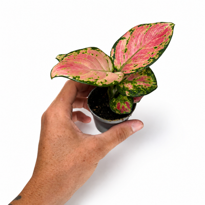 Aglaonema Red Zircon + Pot