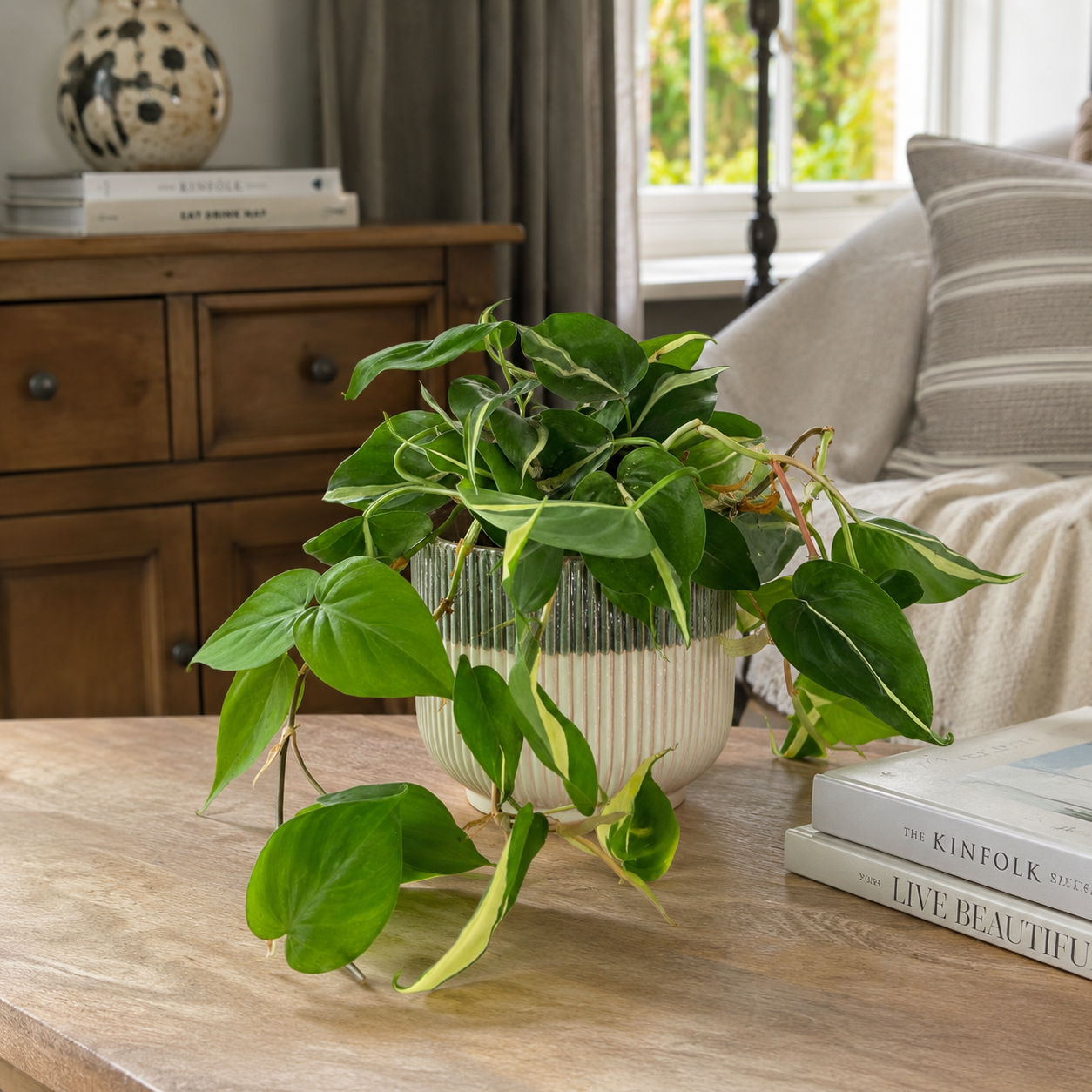 Philodendron Rio 12cm Pot size Houseplant